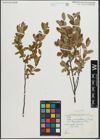 Foto von Salix pedicellaris Pursh
